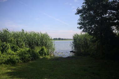 Sazlıklar ve ağaçlarla Lakeshore