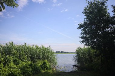 Sazlıklar ve ağaçlarla Lakeshore