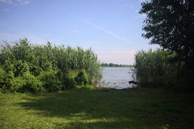 Sazlıklar ve ağaçlarla Lakeshore