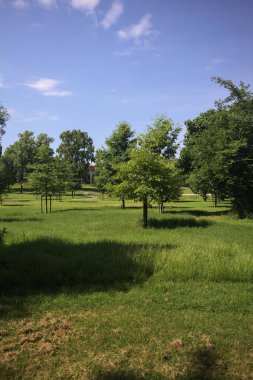 Güneşli bir günde parkta yol