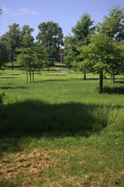Güneşli bir günde parkta yol