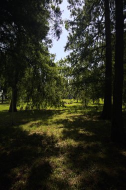 bir parkta ağaç grubu