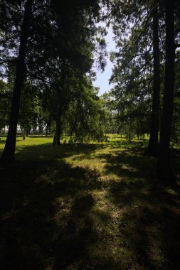 bir parkta ağaç grubu