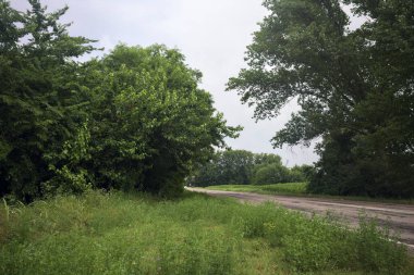 Ağaçların yanındaki köy yolu.