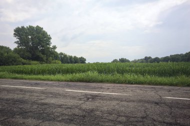 Yolun kenarındaki mısır tarlası