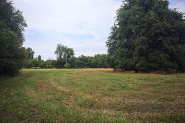 bir alanı ağacında