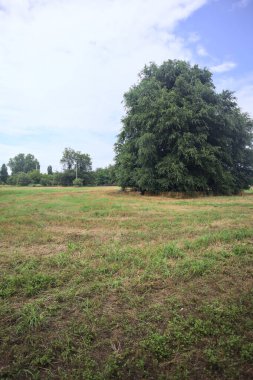 bir alanı ağacında