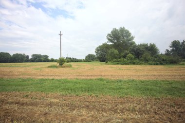 Ağaçlı bir tarlada sütunlar