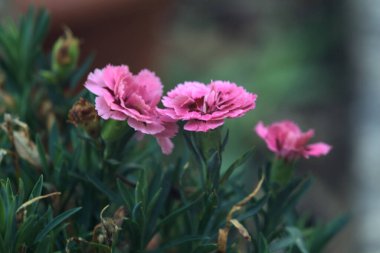 Vazoda çiçek açan karanfiller.