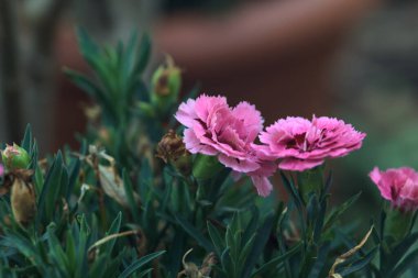 Vazoda çiçek açan karanfiller.