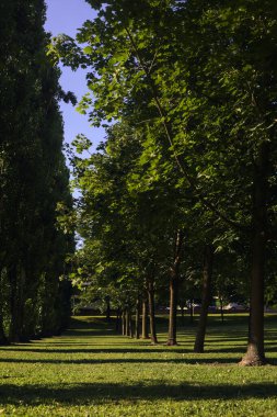 Parktaki sıra sıra ağaçlar