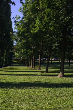 Parktaki sıra sıra ağaçlar