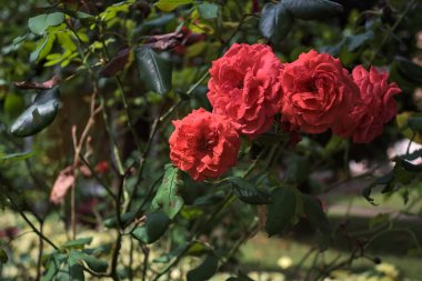 Bir dalda açan güller