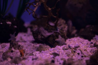 Deniz atları yakından görüldü.