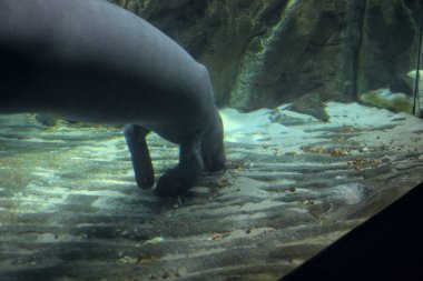Deniz ayısı yakın mesafeden yiyor.