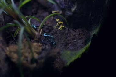 Tankta dart kurbağaları