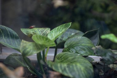 Tankta dart kurbağaları