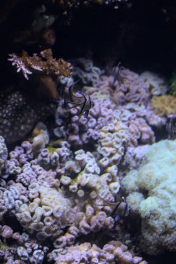 Tropikal balıklar ve mercanlar