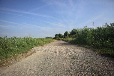 Bir yaz gününde asfalt patika