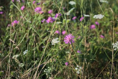 Çimenlerdeki yabani çiçekler