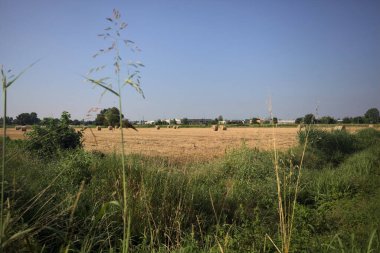 Uzaktan görünen balyalarla dolu bir alan