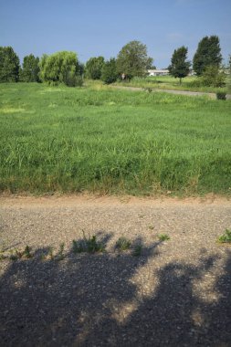 Yolun yanındaki çim tarlası.