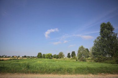 Yolun yanındaki çim tarlası.