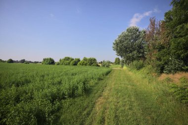 Bir tarlanın yanındaki çimen izi
