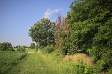 Bir tarlanın yanındaki çimen izi