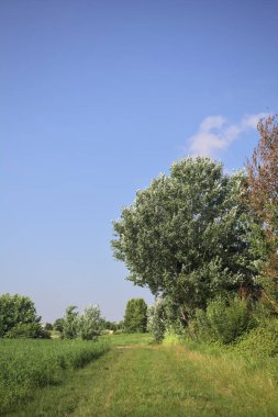 Bir tarlanın yanındaki çimen izi