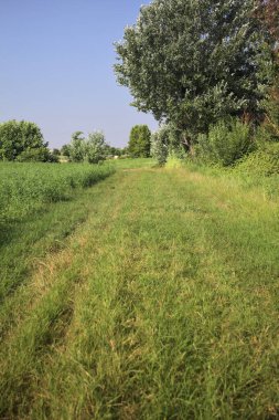 Bir tarlanın yanındaki çimen izi