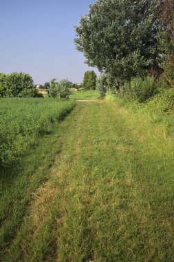 Bir tarlanın yanındaki çimen izi