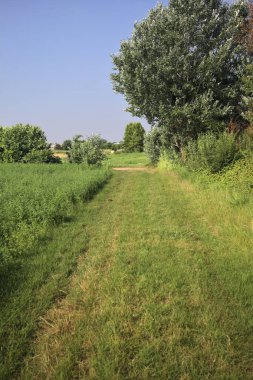 Bir tarlanın yanındaki çimen izi