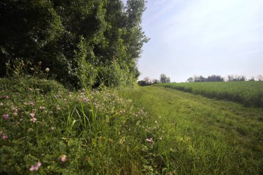 Ağaçlarla çevrili otlak yolu