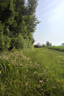 Ağaçlarla çevrili otlak yolu