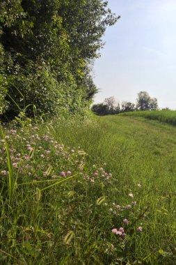 Ağaçlarla çevrili otlak yolu