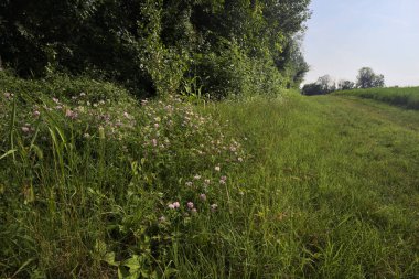 Ağaçlarla çevrili otlak yolu