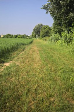 Ağaçlarla çevrili otlak yolu
