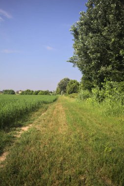 Ağaçlarla çevrili otlak yolu