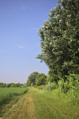 Ağaçlarla çevrili otlak yolu