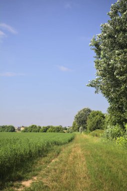 Ağaçlarla çevrili otlak yolu