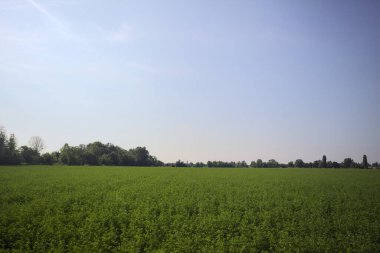 Yazın çayır otlağı.
