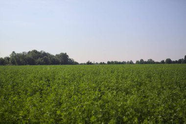 Yazın çayır otlağı.