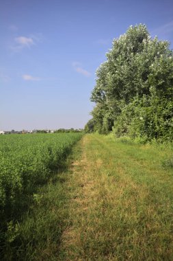 Ağaçlarla çevrili otlak yolu