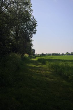 Yazın çayır otlağı.