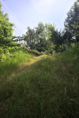 Güneşli bir günde korulukta yol