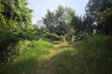 Güneşli bir günde korulukta yol