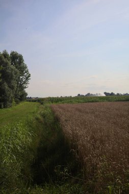Buğday tarlasının yanındaki otlak yolu.