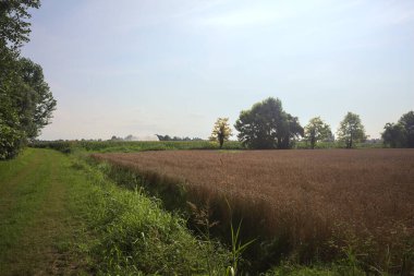 Buğday tarlasının yanındaki otlak yolu.