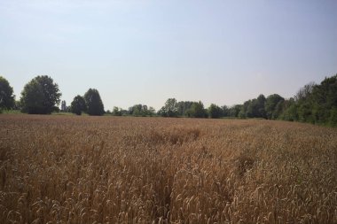 İtalya kırsalında buğday tarlası